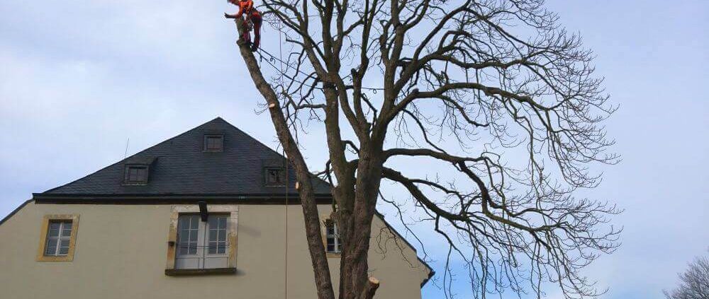 Fällung Seilklettertechnik2